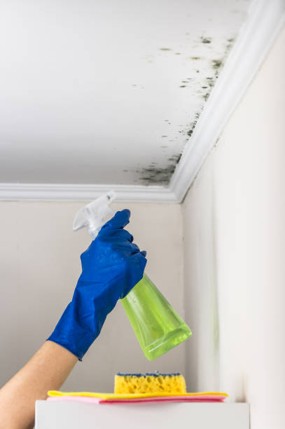 Best Commercial Mold Inspection  in Princeton, MO